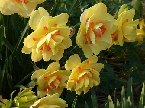 ヤエザキスイセン