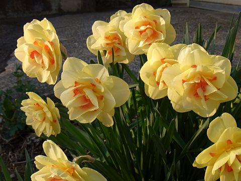 ヤエザキスイセン