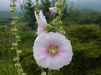 �^�`�A�I�C