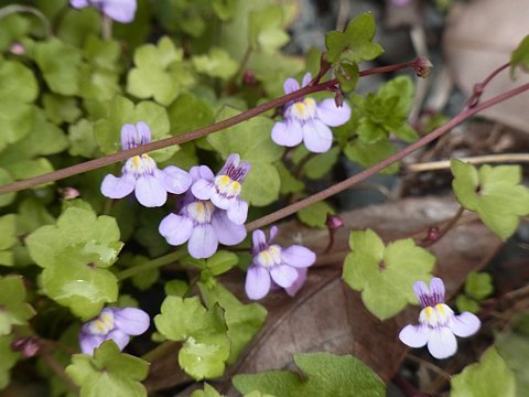 ツタバウンラン