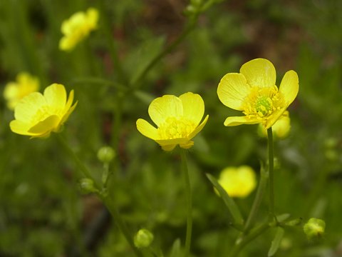 ウマノアシガタ
