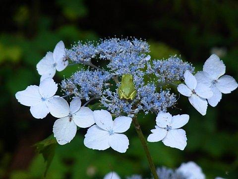 ヤマアジサイ