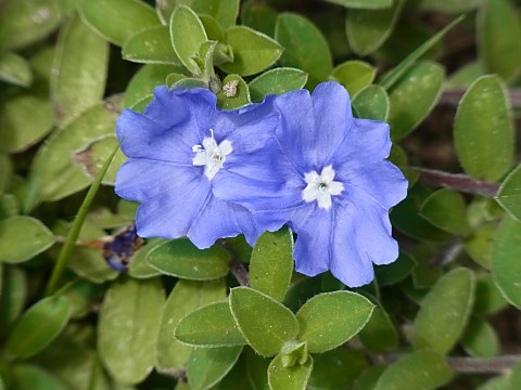 アメリカンブルー