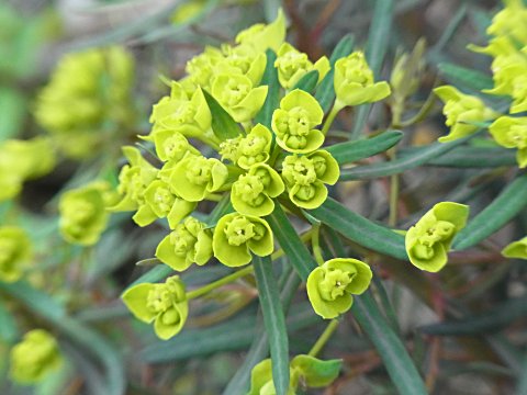 ユーフォルビア