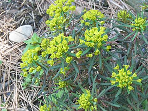 ユーフォルビア