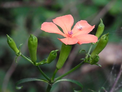 フシグロセンノウ