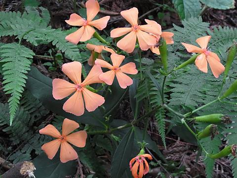 フシグロセンノウ