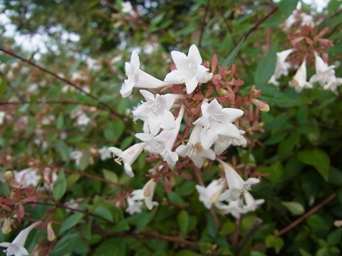 ハナゾノツクバネウツギ