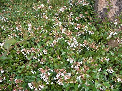 ハナゾノツクバネウツギ