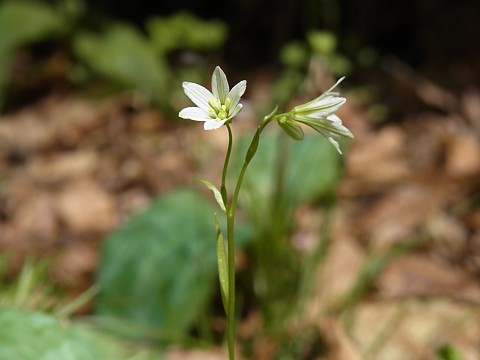 ホソバノアマナ