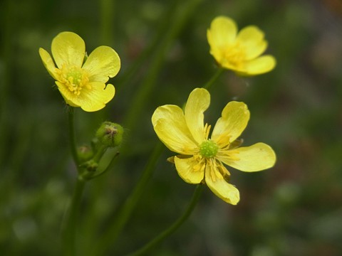ウマノアシガタ