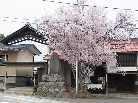 コヒガンザクラ