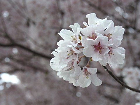 コヒガンザクラ