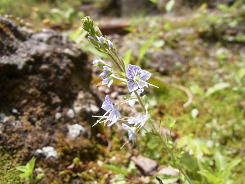 ミヤマクワガタ