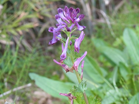 ムラサキケマン