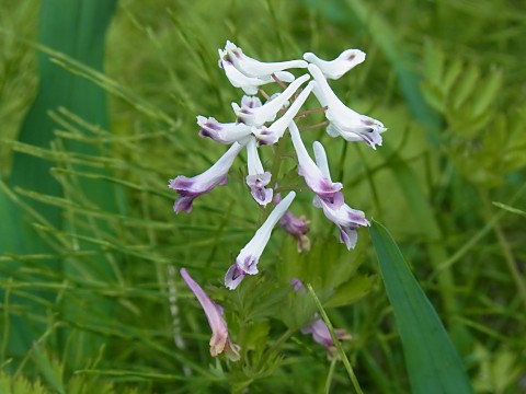 シロヤブケマン