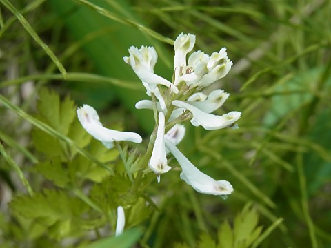 ユキヤブケマン