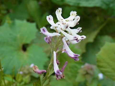 シロヤブケマン