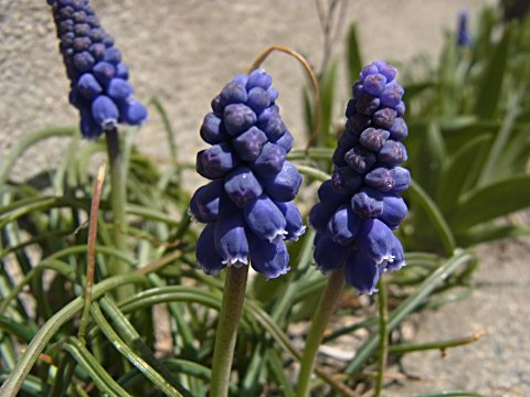 ���X�J��