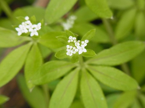 オククルマムグラ