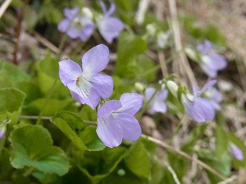 オオタチツボスミレ