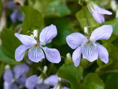 オオタチツボスミレ