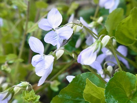 オオタチツボスミレ