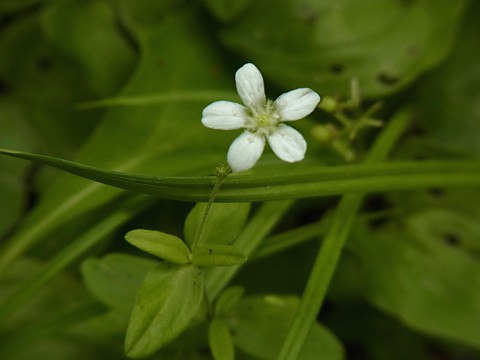 オオヤマフスマ