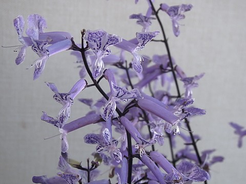 プレクトランサス