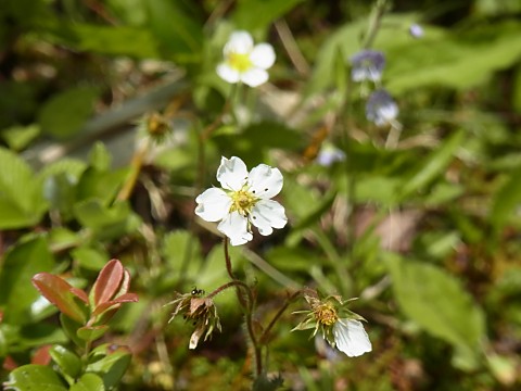 シロバナノヘビイチゴ