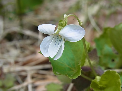 シロバナオオタチツボスミレ
