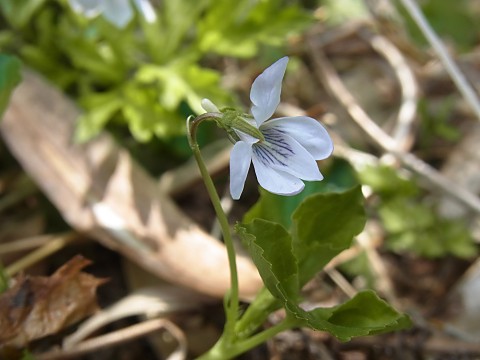 シロバナオオタチツボスミレ