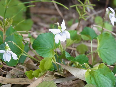 シロバナオオタチツボスミレ