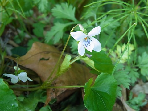 シロバナオオタチツボスミレ