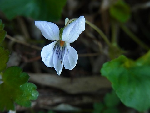 シロバナオオタチツボスミレ