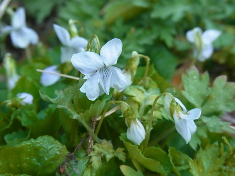 シロバナオオタチツボスミレ