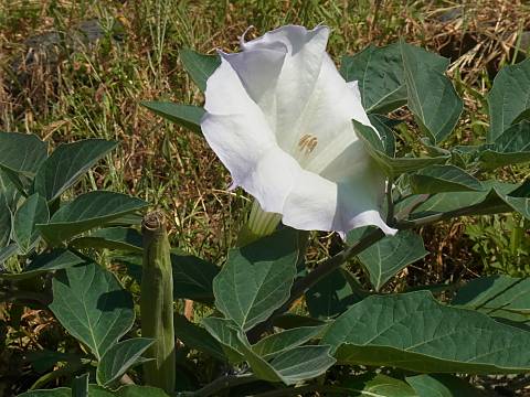 チョウセンアサガオ