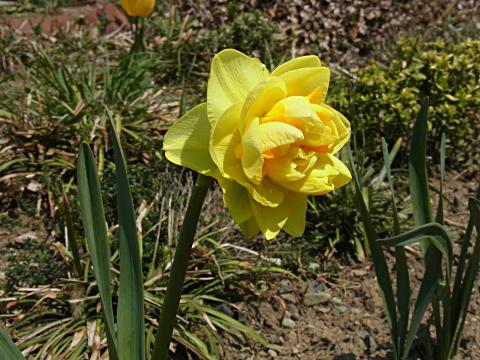 ヤエザキスイセン