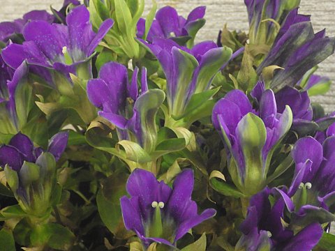 アマギリンドウ