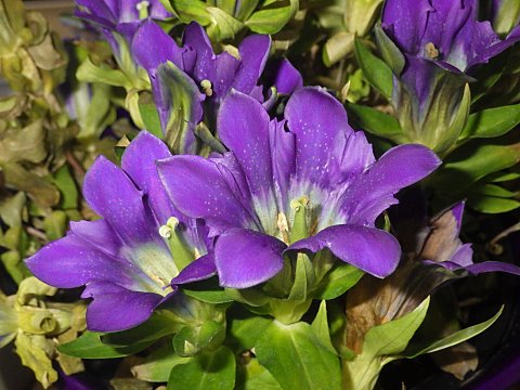 アマギリンドウ