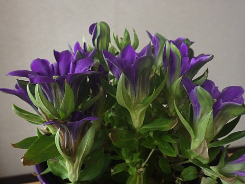 アマギリンドウ