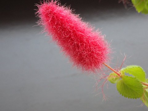 キャッツテール