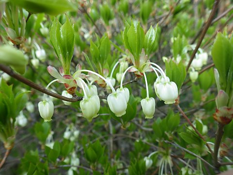 ドウダンツツジ