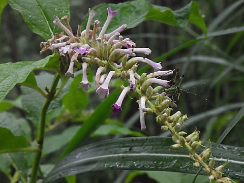 �t�W�E�c�M