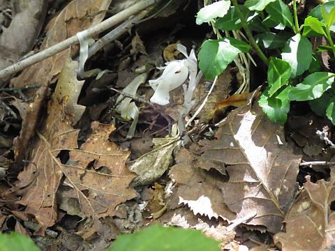 ギンリョウソウ