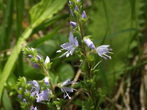 �O���o�C�d��