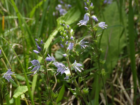 �O���o�C�d��