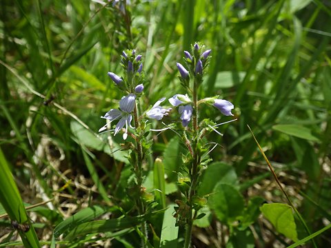 �O���o�C�d��