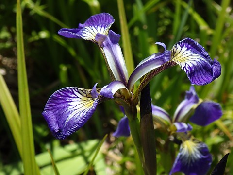 ヒオウギアヤメ