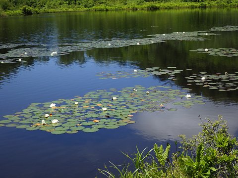 �q�c�W�O�T